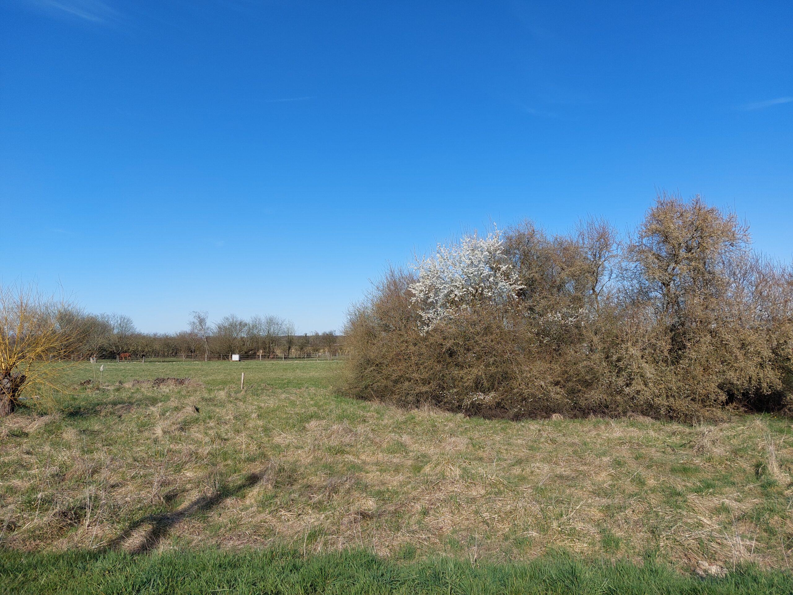 Terrain à Demigny